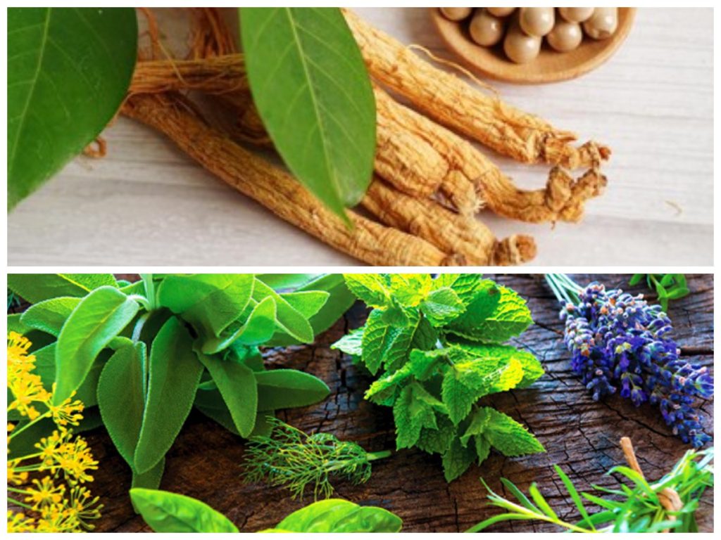 Herbal untuk Mengurangi Kelelahan Mental dan Otak 