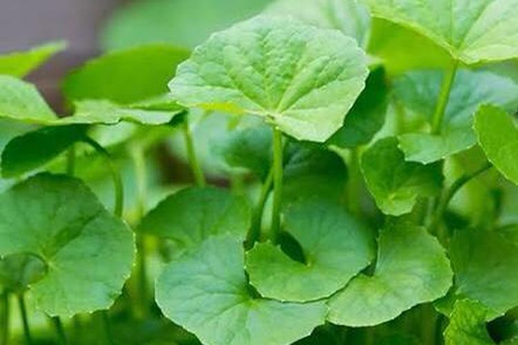 Herbal sebagai Solusi Alami untuk Memperkuat Sistem Imun Tubuh